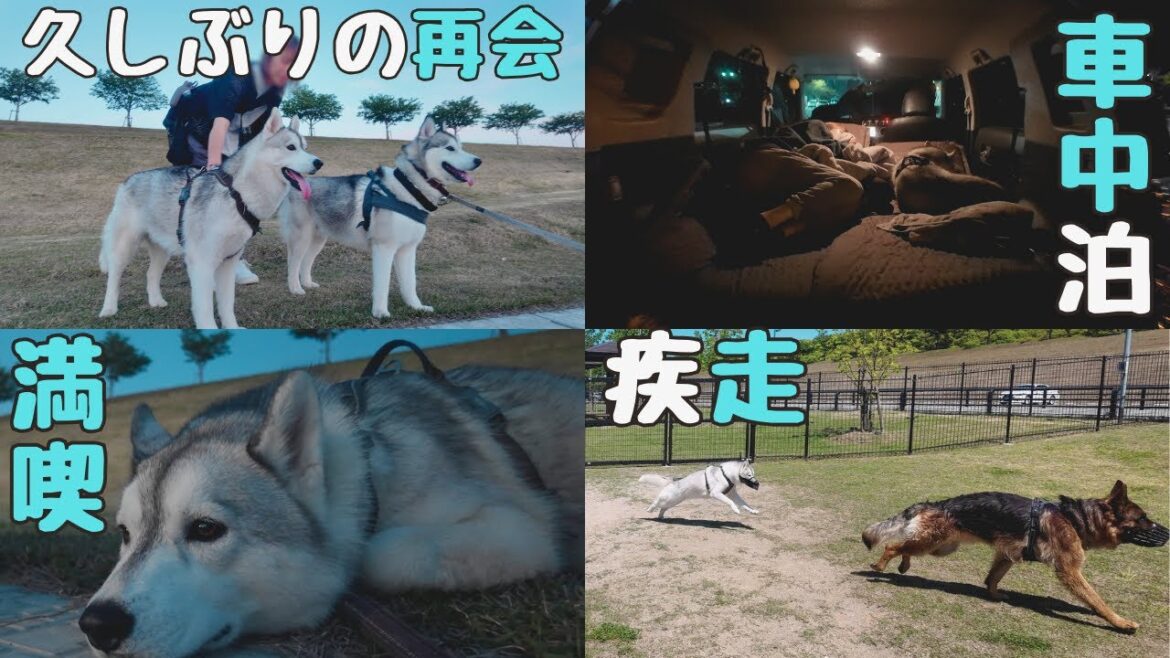 狭い車でハスキーと車中泊＆BBQ＆ドッグラン&ハス友の家族と久しぶりの再会♪