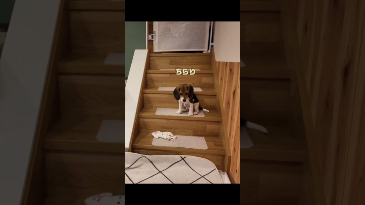 兄も通った道。歴史は繰り返す #子犬 #ミニチュアシュナウザー  #ビーグル