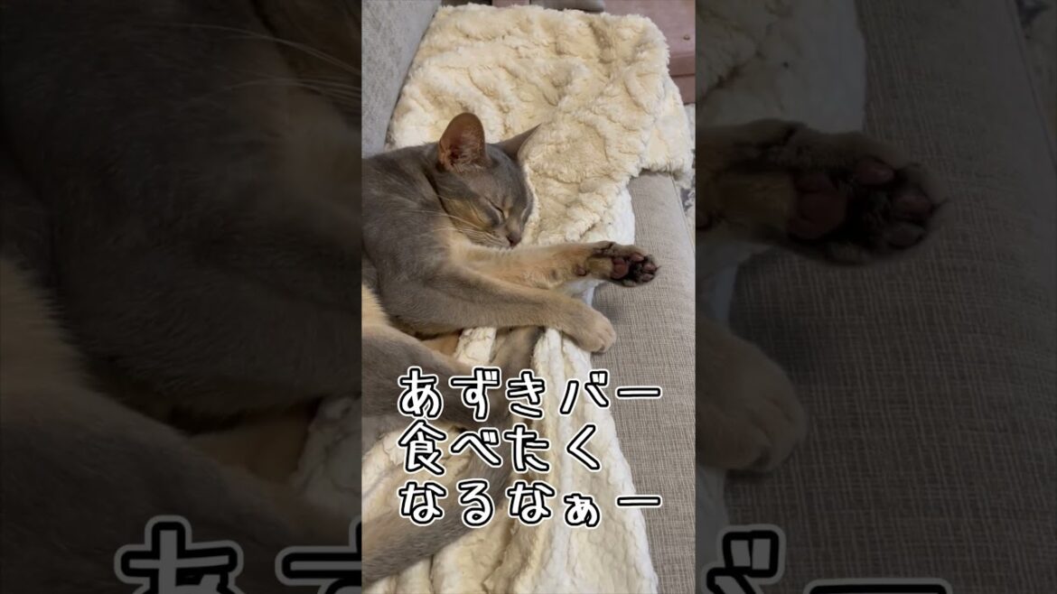 アビシニアンとは その52 ソファーで寝るのが大好きな猫 #shorts #猫 #アビシニアン