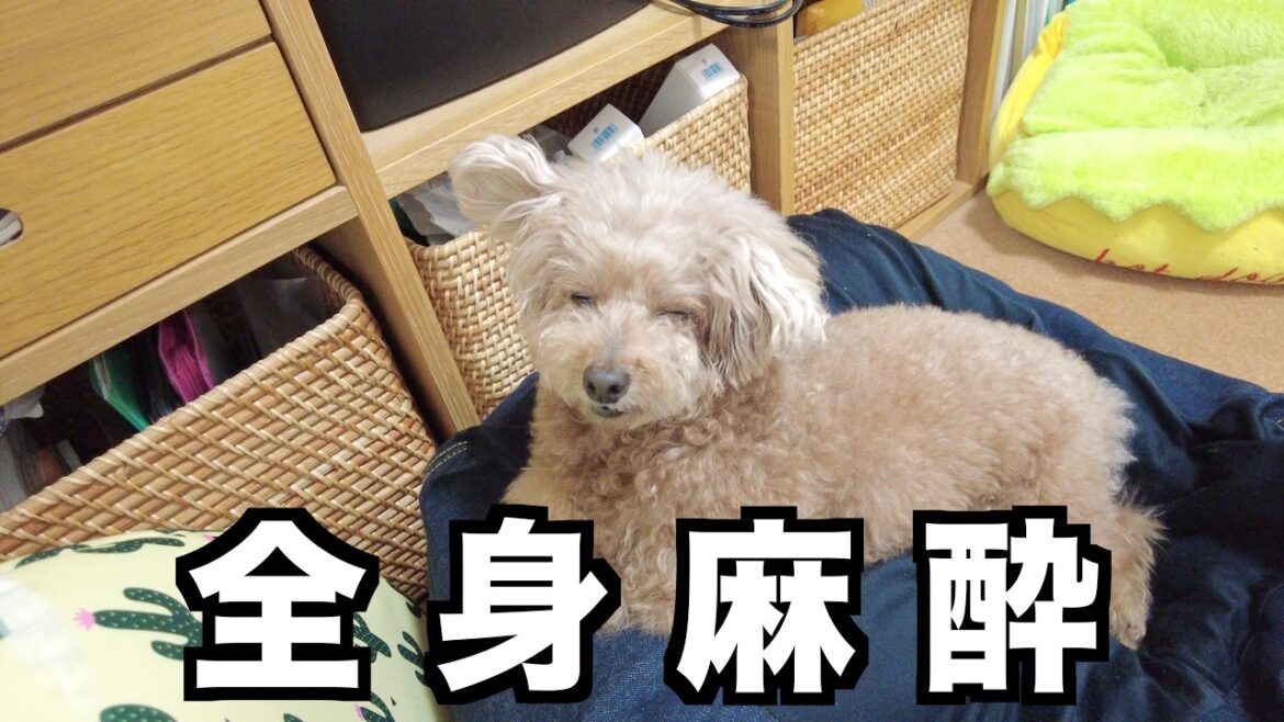 虎太郎が全身麻酔をして内視鏡検査を受けてきました。 虎太郎が全身麻酔をして内視鏡検査を受けてきました。