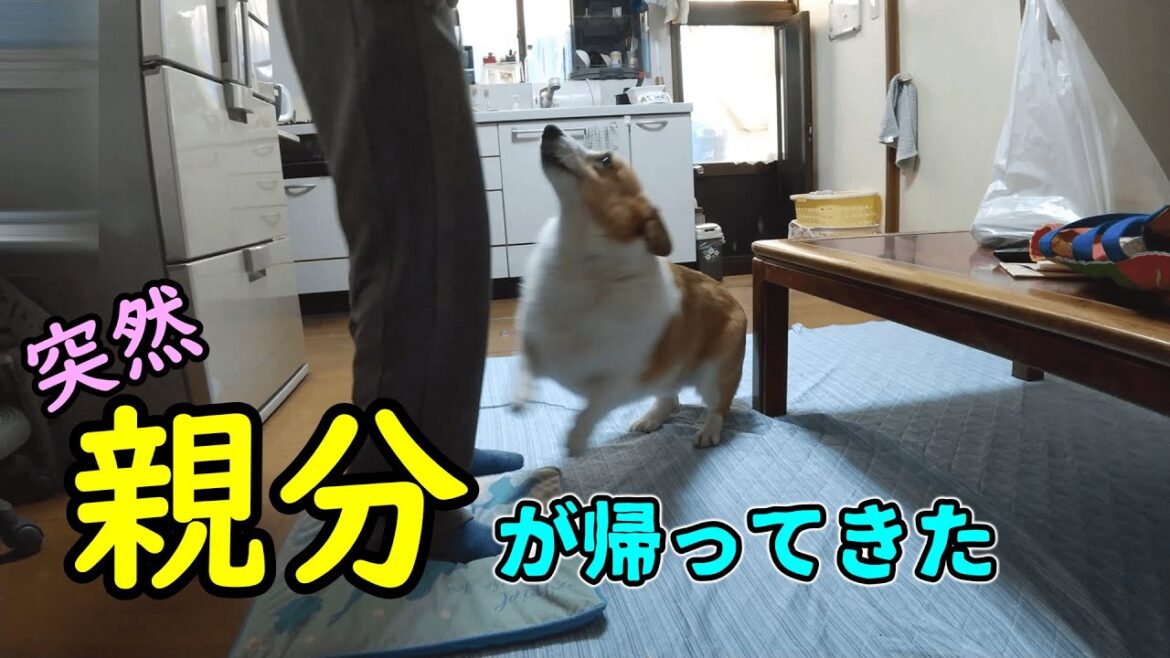 久しぶりに親分に会えてうれしいコーギー犬