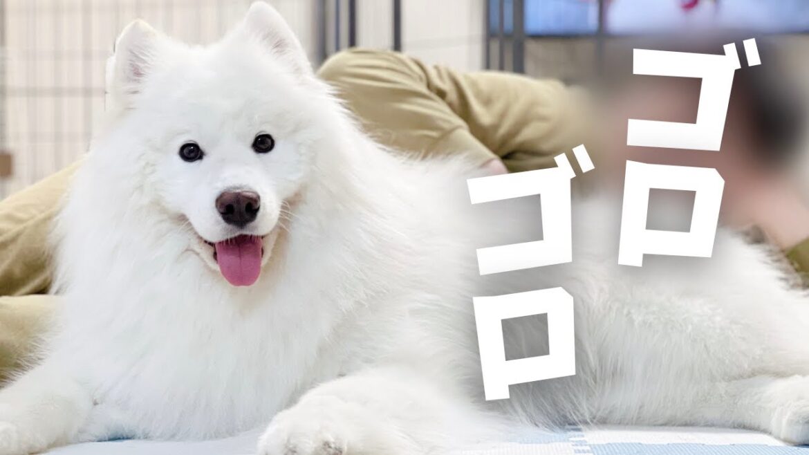 サモエドがパパと男2人暮らしになった日