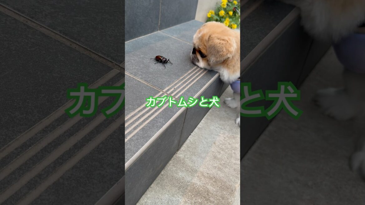 カブトムシと犬 #pekingese #ペキニーズ #かぶとむし #わんこのいる生活 #鼻ぺちゃ