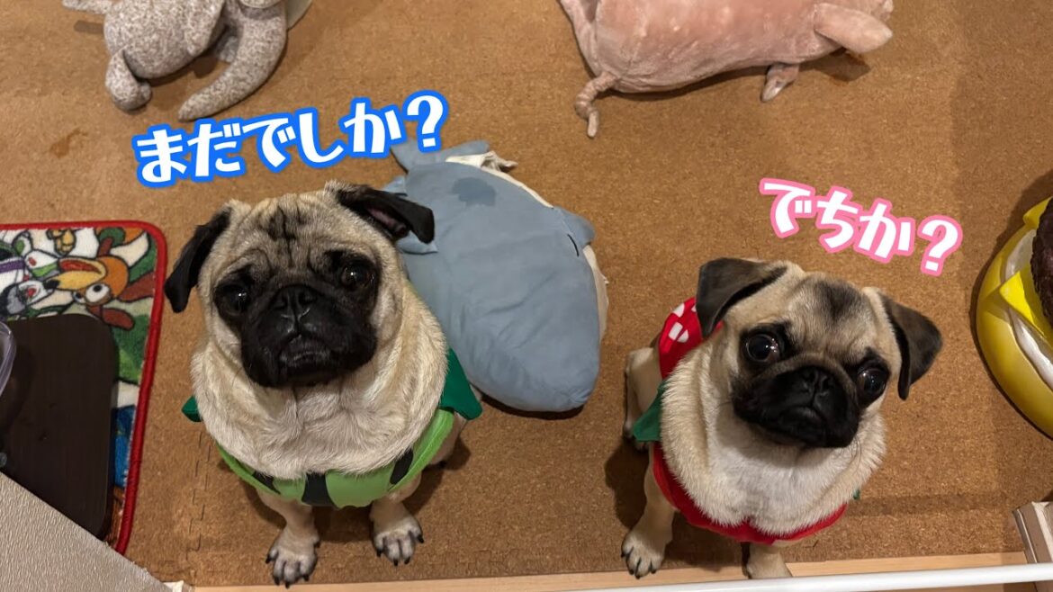 ピシッと待つ兄と、くるんを得意とする妹【パグ兄妹ナッツときのこ】 ピシッと待つ兄と、くるんを得意とする妹【パグ兄妹ナッツときのこ】