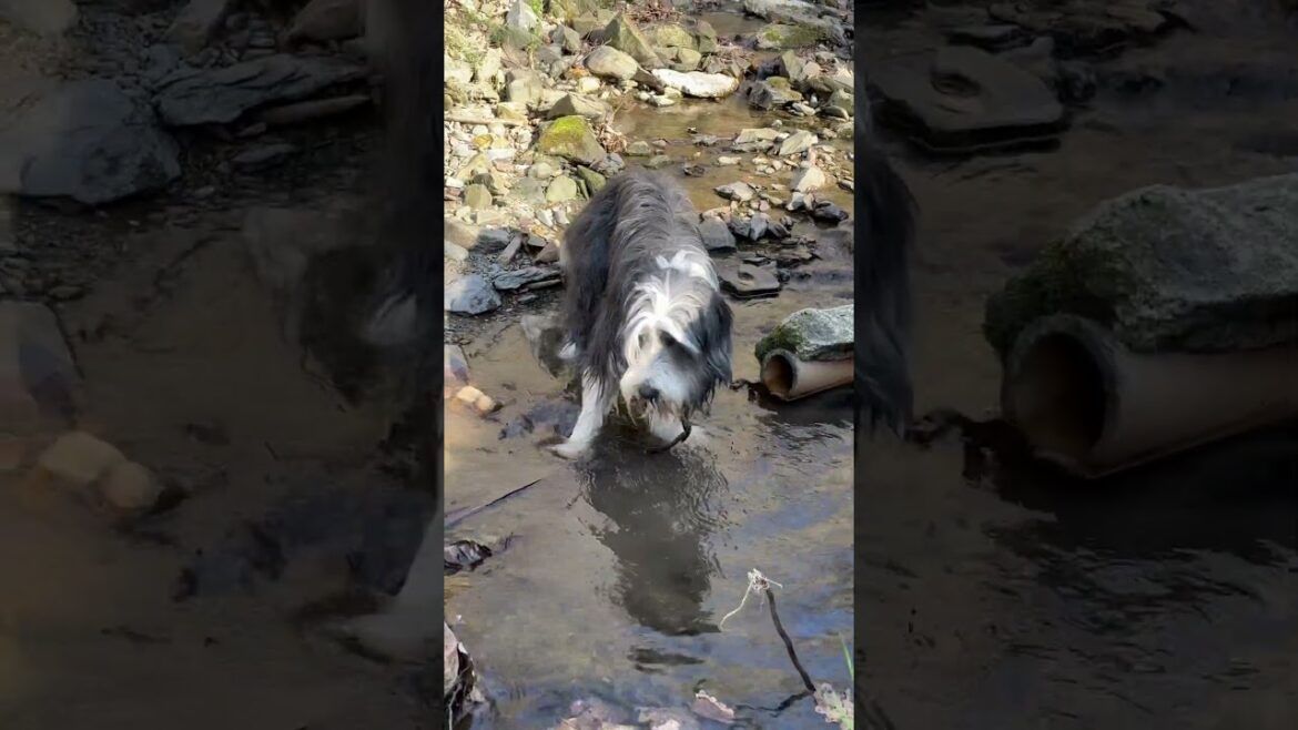 This is the life! #dog #collie #beardedcollie #doglife #dogwalk #dogpaddling #shorts