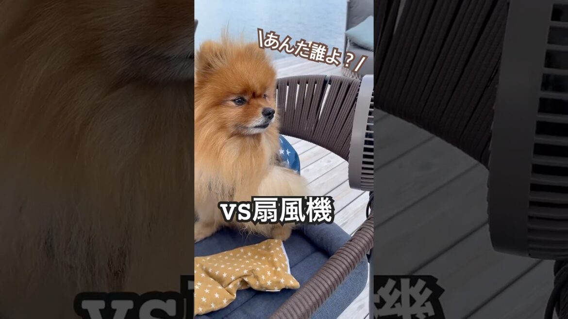 【vs扇風機】扇風機にガン飛ばす犬！#犬 #ポメラニアン #犬のいる暮らし #pomeranian