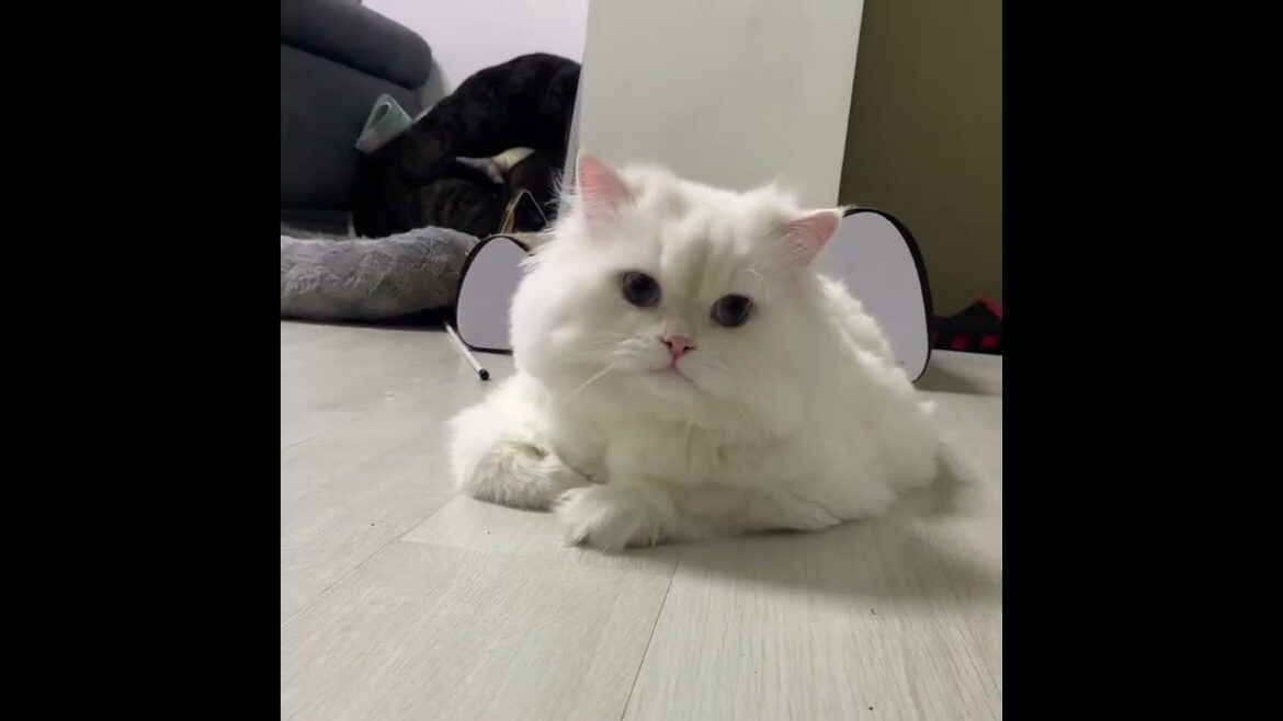 Am i cute 😍😍 #kitty #puppy #wildlife #funny #shorts