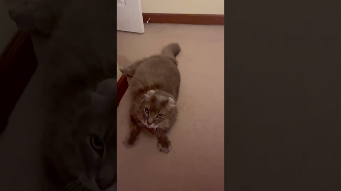 ニャンコ体操 #ねこ動画 #アメリカンカール #かわいい猫