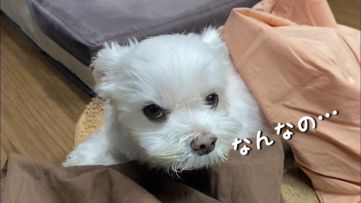 大切な枕カバーを洗われて絶望する犬