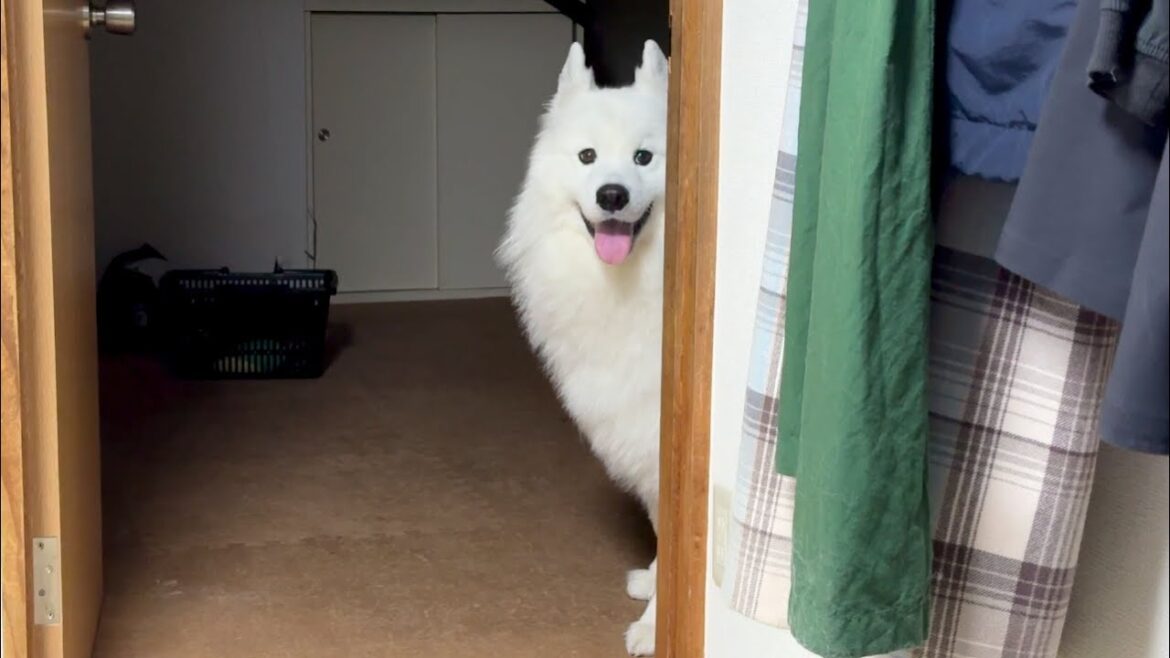 ひとりで寝るのが寂しくて毎晩そっと寝室にやってくる犬が可愛いすぎました…