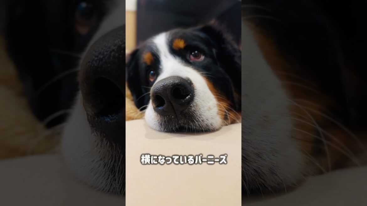 今日も飼い主の枕が占領されてます…ほぼ人間のバーニーズ🐾
