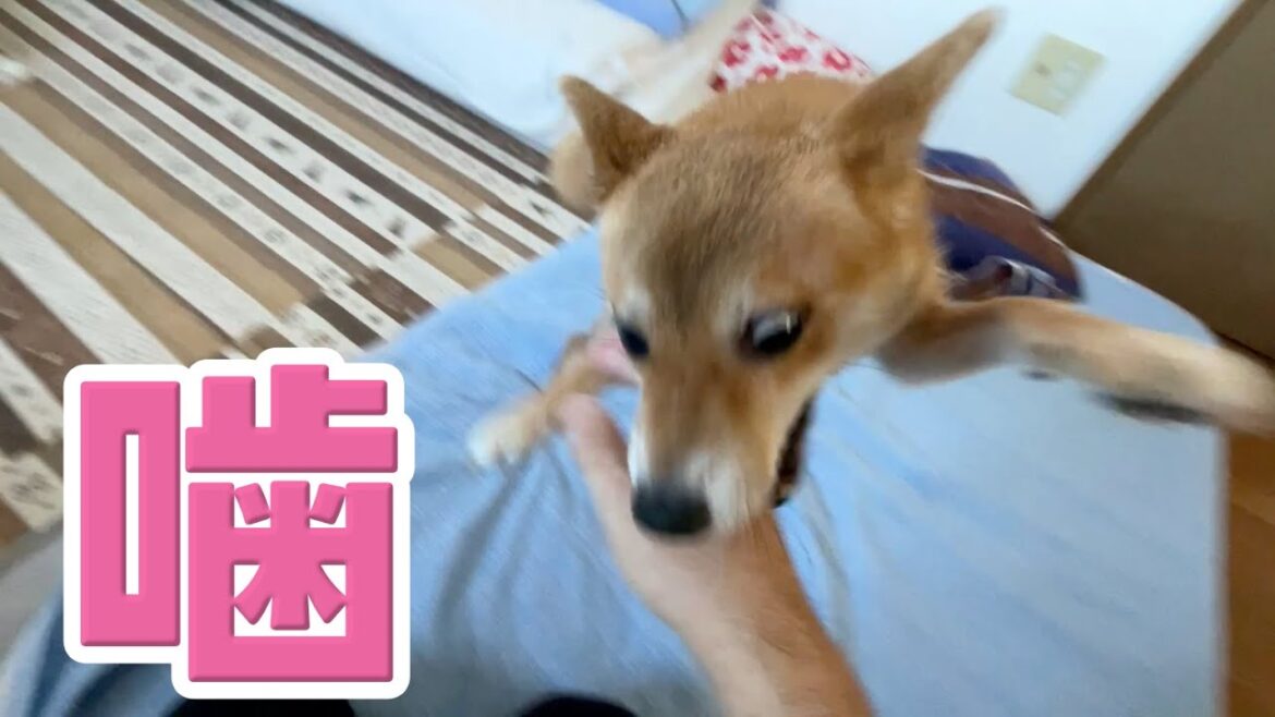 噛む柴犬といると勲章だらけ　柴犬小夏