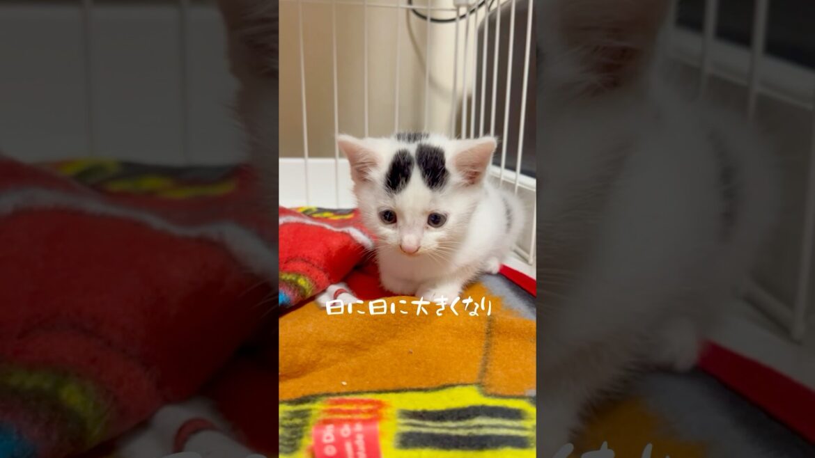 【保護猫】我が家に来て約一年、これからもそばがないてね。#保護猫 #ねこ #猫のいる暮らし #rétro#ミルねーさん 【保護猫】我が家に来て約一年、これからもそばがないてね。#保護猫 #ねこ #猫のいる暮らし #rétro#ミルねーさん