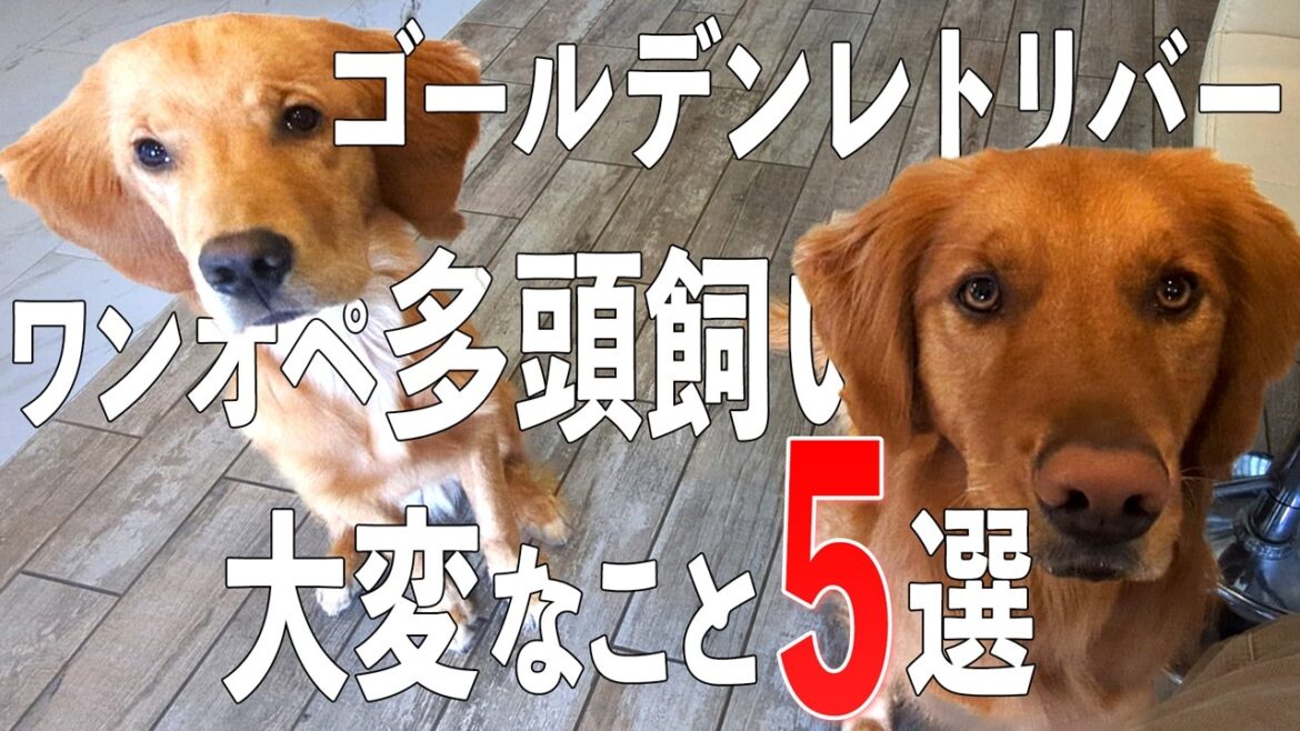【本当の話】ゴールデンレトリバーと暮らすと大変なこと5選【ワンオペ x 多頭飼い】