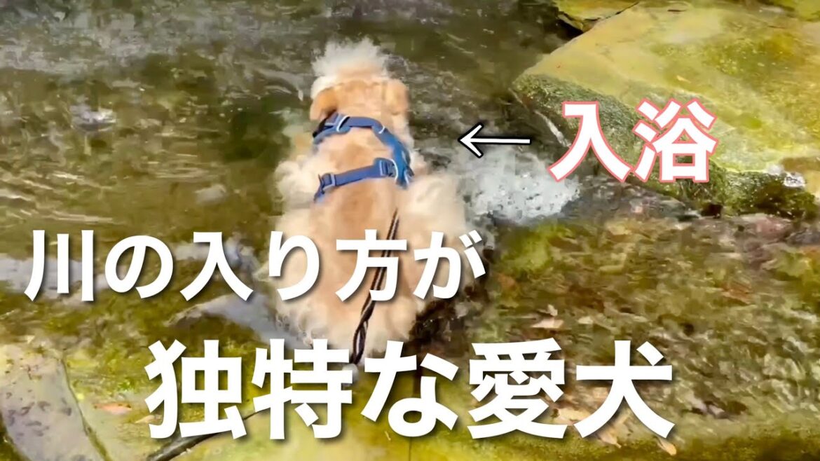 愛犬の川の入り方が独特すぎるwレイクランドテリア