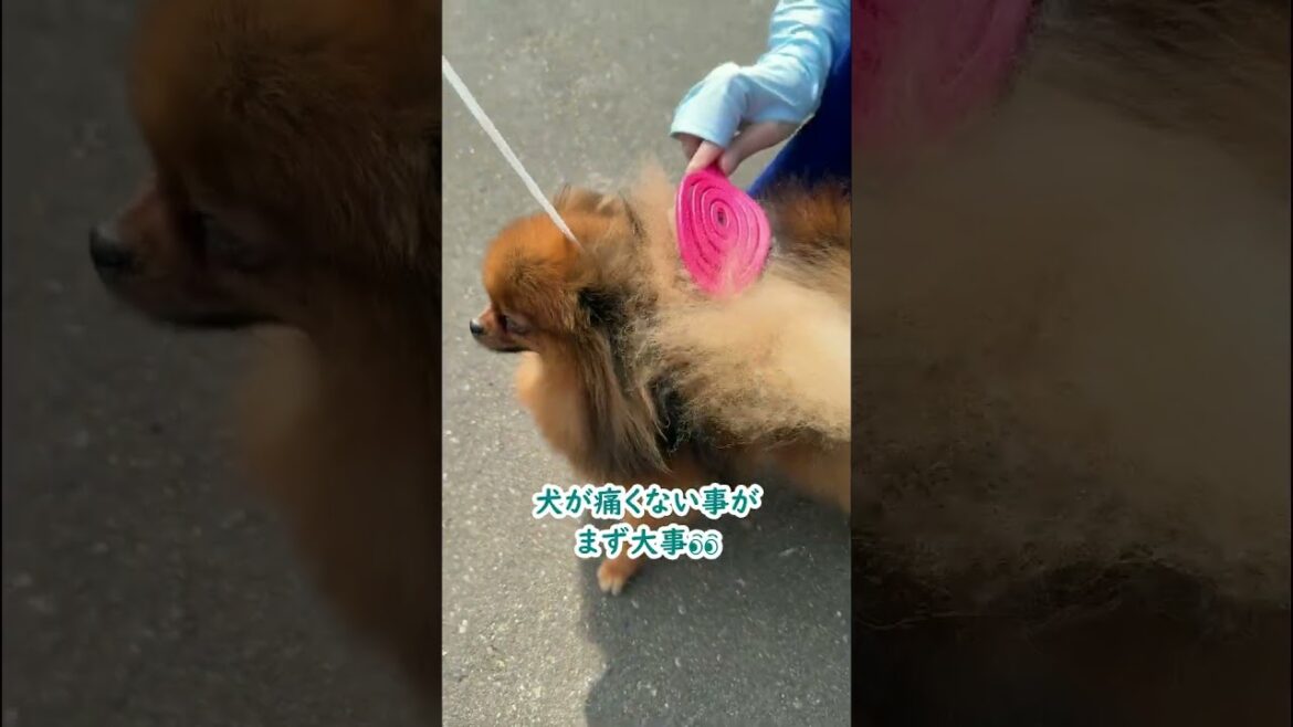 ポメラニアンと公園に遊びに行った際の事件！？（ブラッシング篇）≪#950 ≫