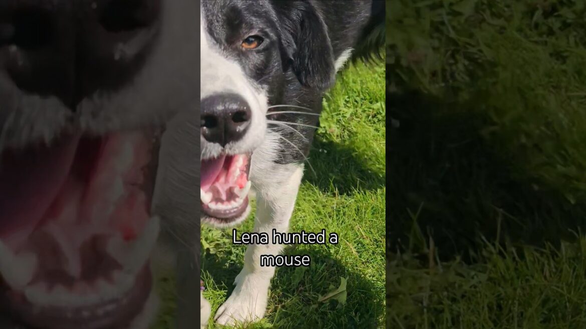Is Lena a hunting dog or a herding dog 😕