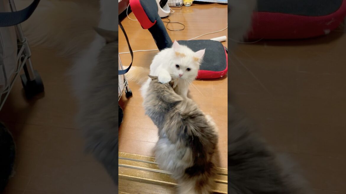 あまりにも遅すぎる戦い #猫 #ラガマフィン #メインクーン