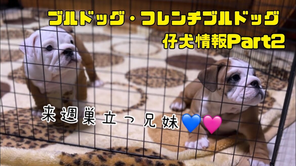 【ブルドッグ・フレンチブルドッグ仔犬情報‼️】ブルドッグ・フレンチブルドッグ仔犬情報part2！