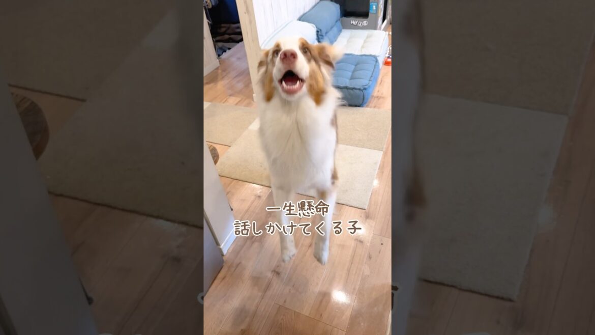 ごはん食べてないと言い張る犬が可愛い😂🍚【オーストラリアンシェパード・ボーダーコリー】#shorts