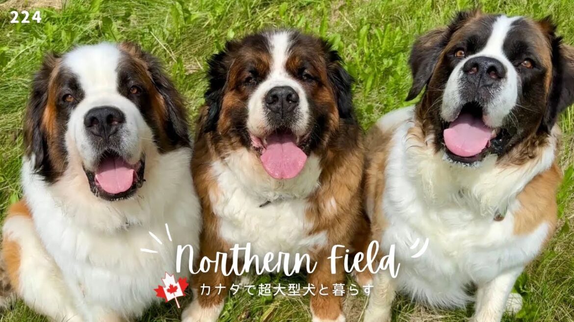 ちょっとメゲた…こんな時もあるさ【超大型犬とカナダで田舎暮らし】