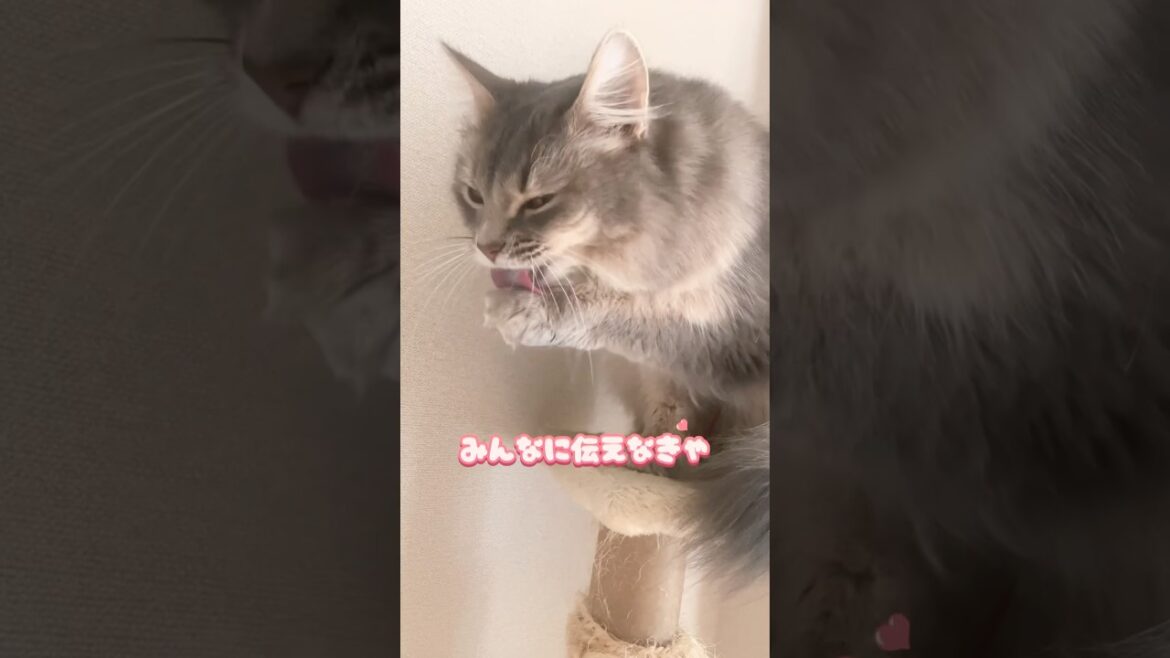 【エッホエッホの歌】猫アルテくん🐱#cat #shorts #somali #ソマリ