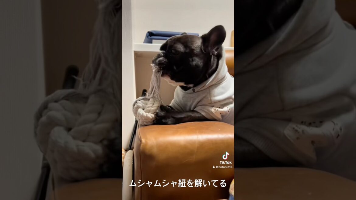 ムシャムシャ紐を解いてるほたる。#フレンチブルドッグ #frenchbulldog