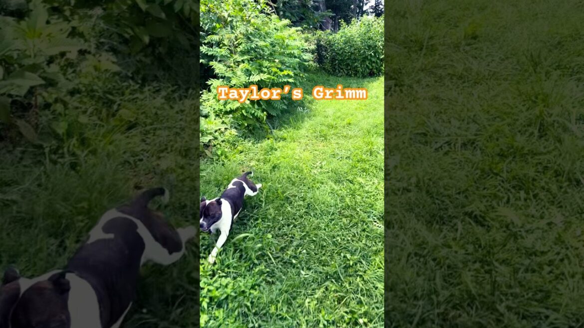 Our little staffy getting some exercise in. #god #jesuschrist #staffy #staffordshirebullterrier