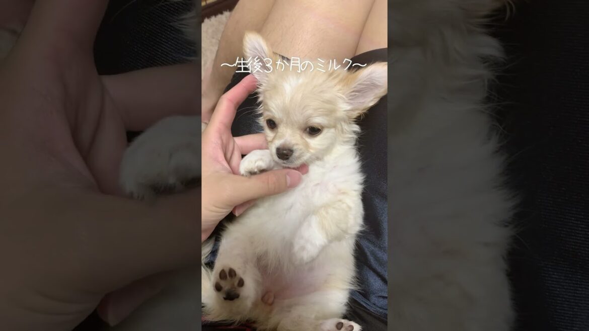 生後３ヶ月ロングコートチワワのミルクちゃんです♪ #子犬のいる生活 #パピー犬 #ロングコートチワワ