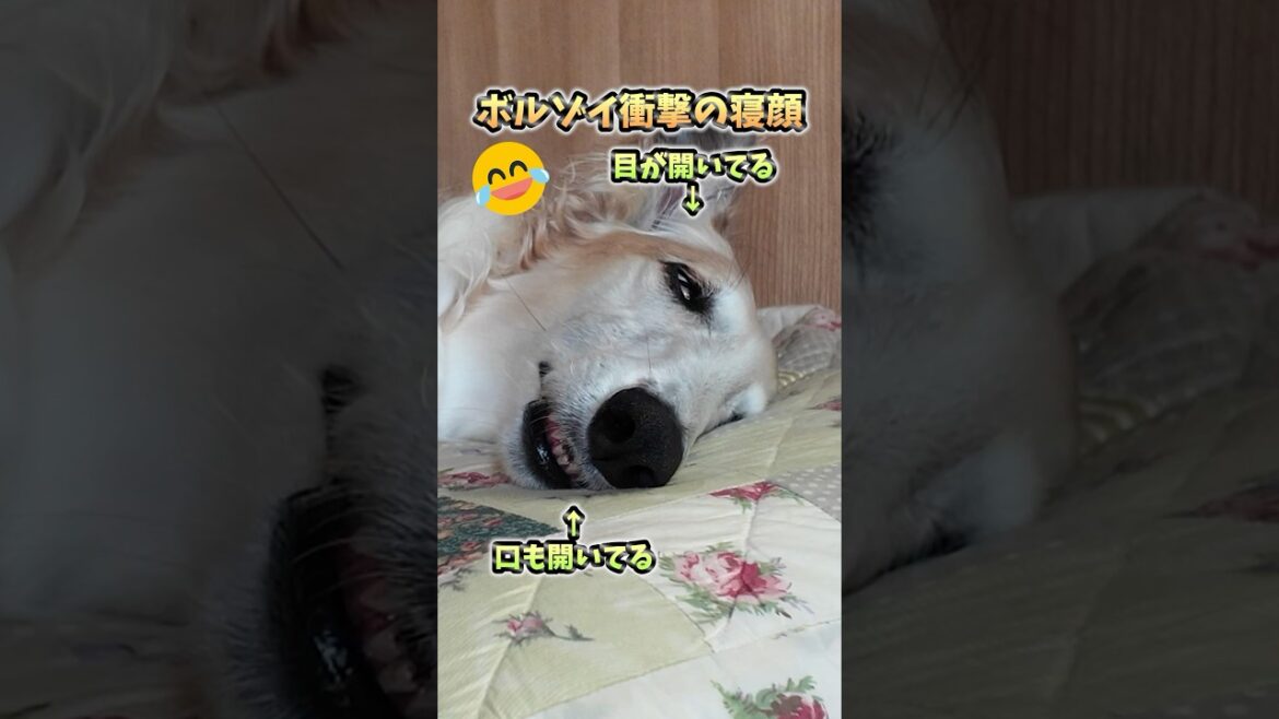 【寝顔】優雅なボルゾイの、衝撃の寝顔！#shorts