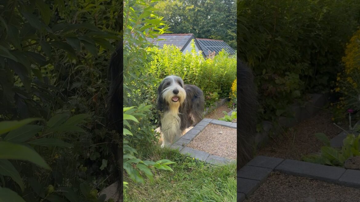 Simply being together!💙 #dog #beardedcollie #doglife #calmdog #doglover #shorts