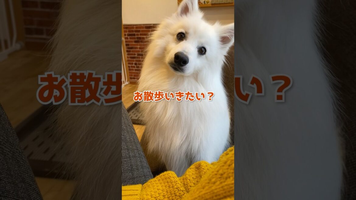 散歩に行きたいのになでなでされたときの顔　#日本スピッツ #中型犬 #shorts