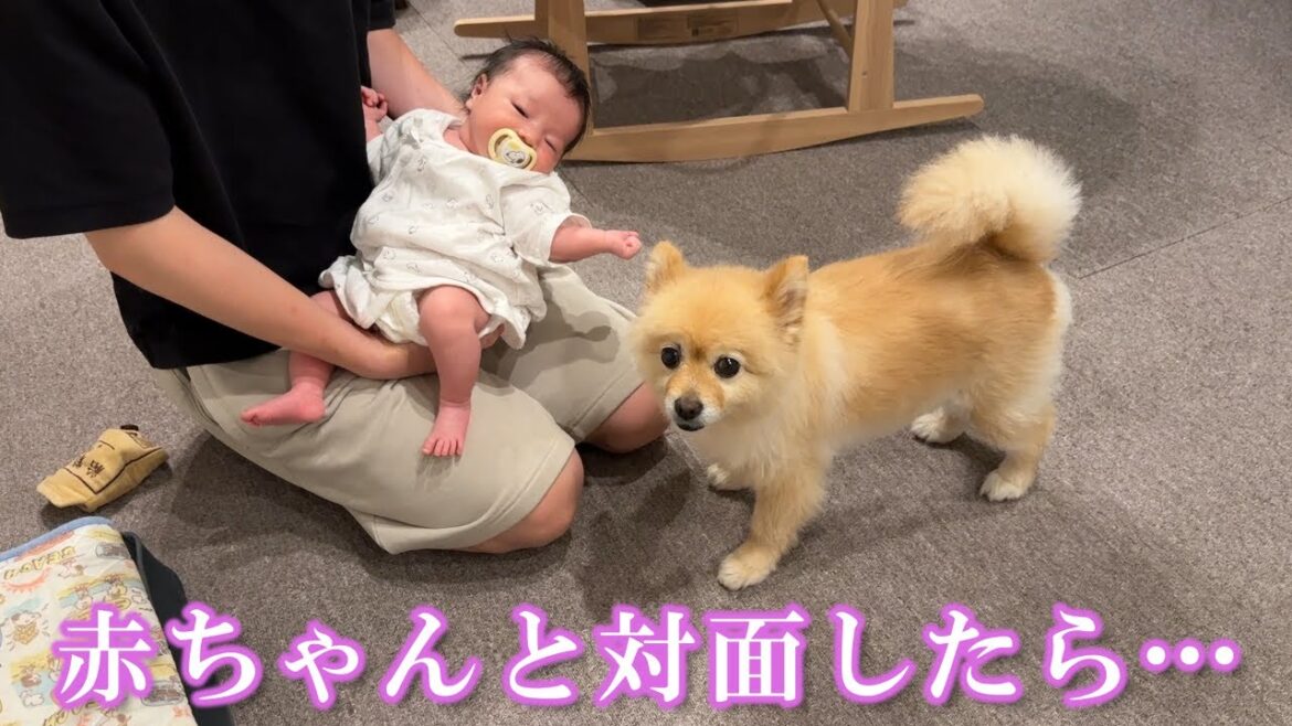 生後0ヶ月の赤ちゃんと対面すると緊張しちゃうポメラニアン