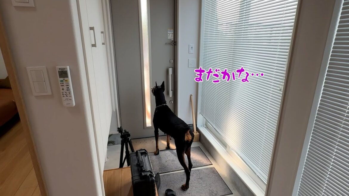 パパの帰りを待つドーベルマン