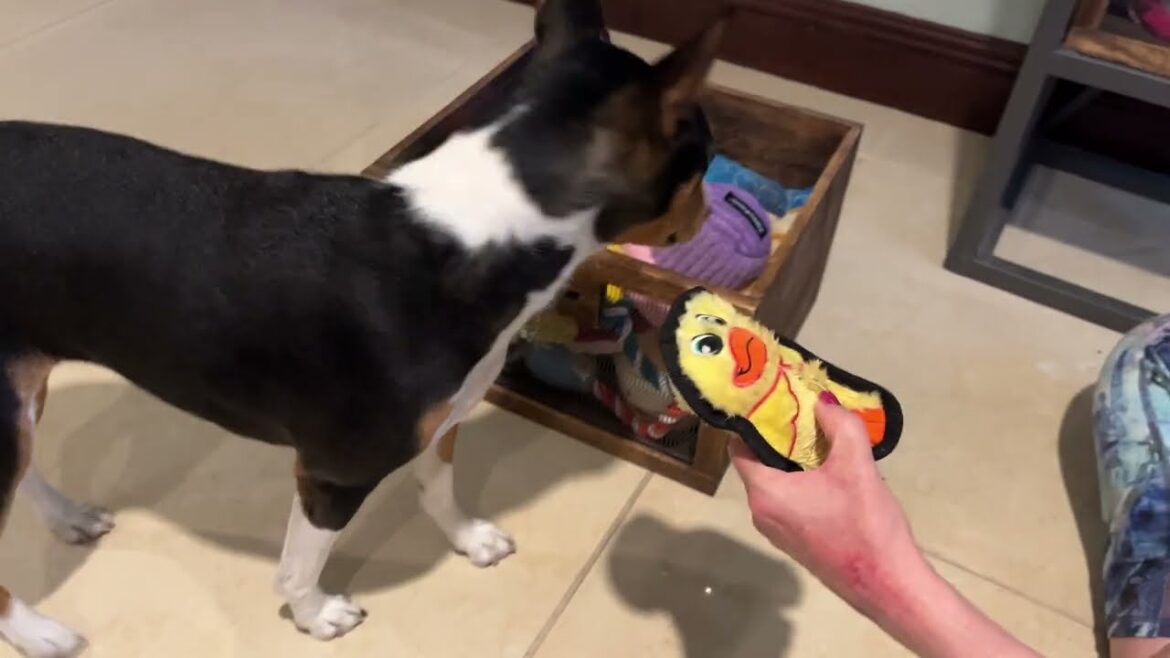 Basenji Toy Time!