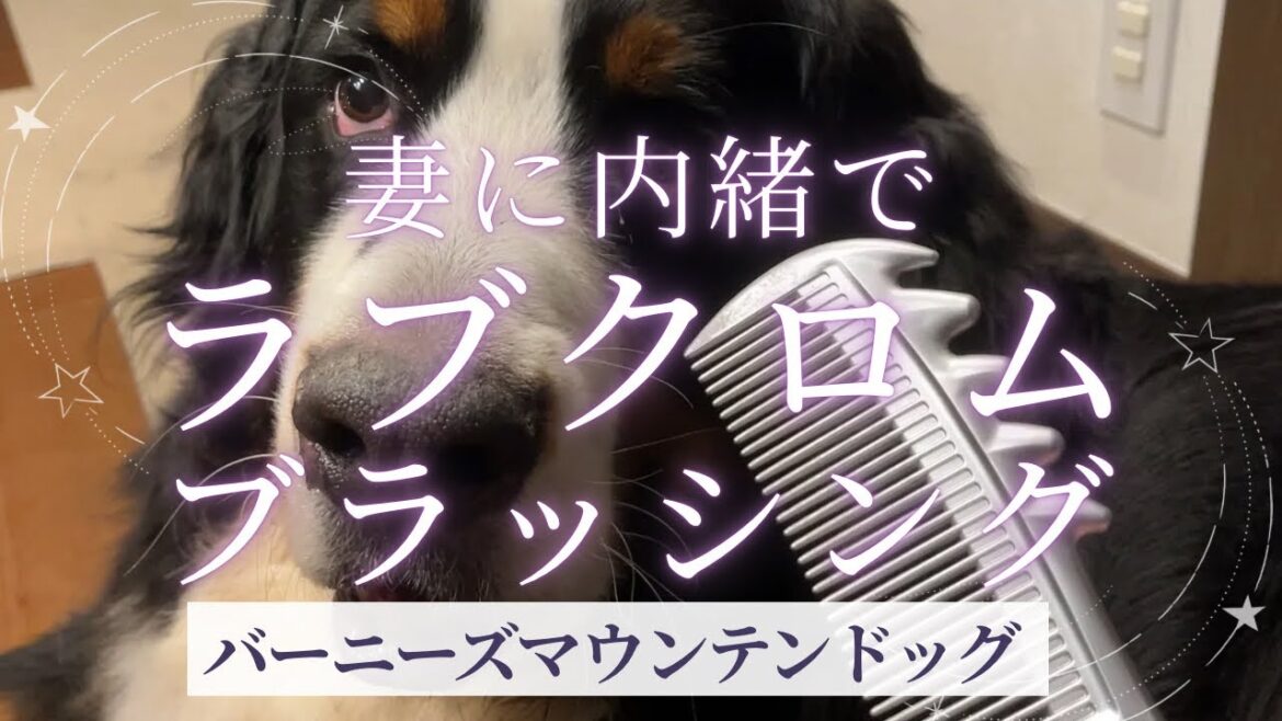 ラブクロム（LOVECHROME）でブラッシングされるバーニーズマウンテンドッグのオリバー