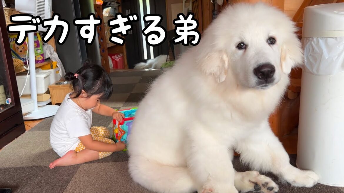 【巨大子犬】生後4ヶ月の弟がどれだけ大きくなっても一緒に遊んであげる３歳児がいいお姉ちゃんすぎました♪｜グレートピレニーズ&オールドイングリッシュシープドッグ&トイプードル