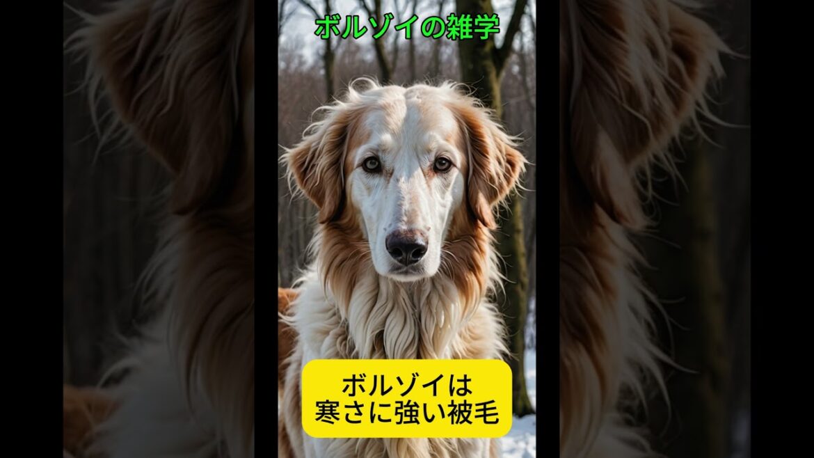 ボルゾイの雑学 #犬 #ボルゾイ #雑学