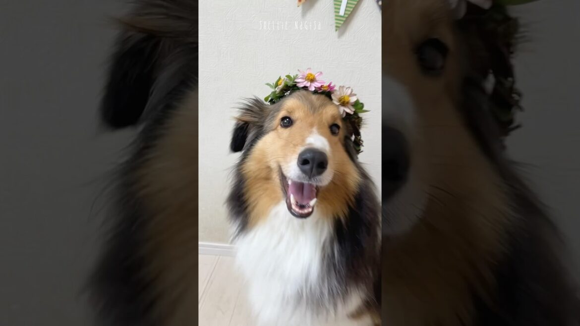 【シェルティ】3歳になりました🎉
