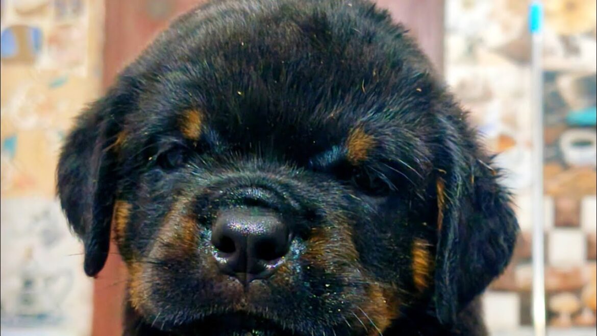 Big head Rottweiler puppies 9406132275 live season