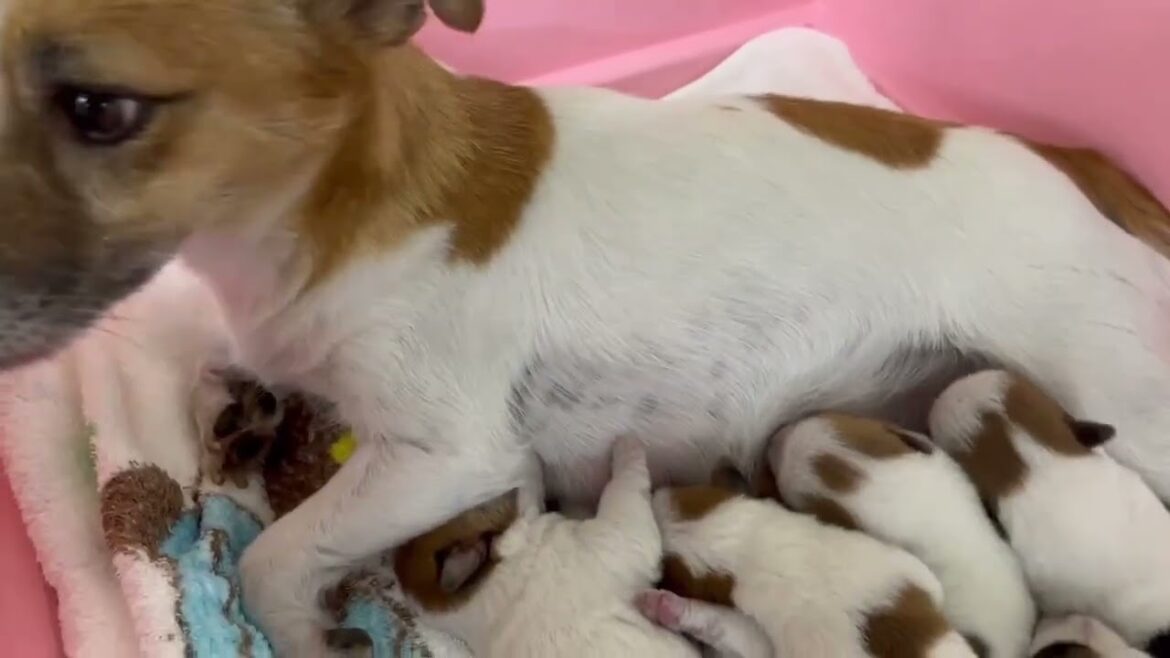 ジャックラッセルテリア タン＆ホワイト(茶白)