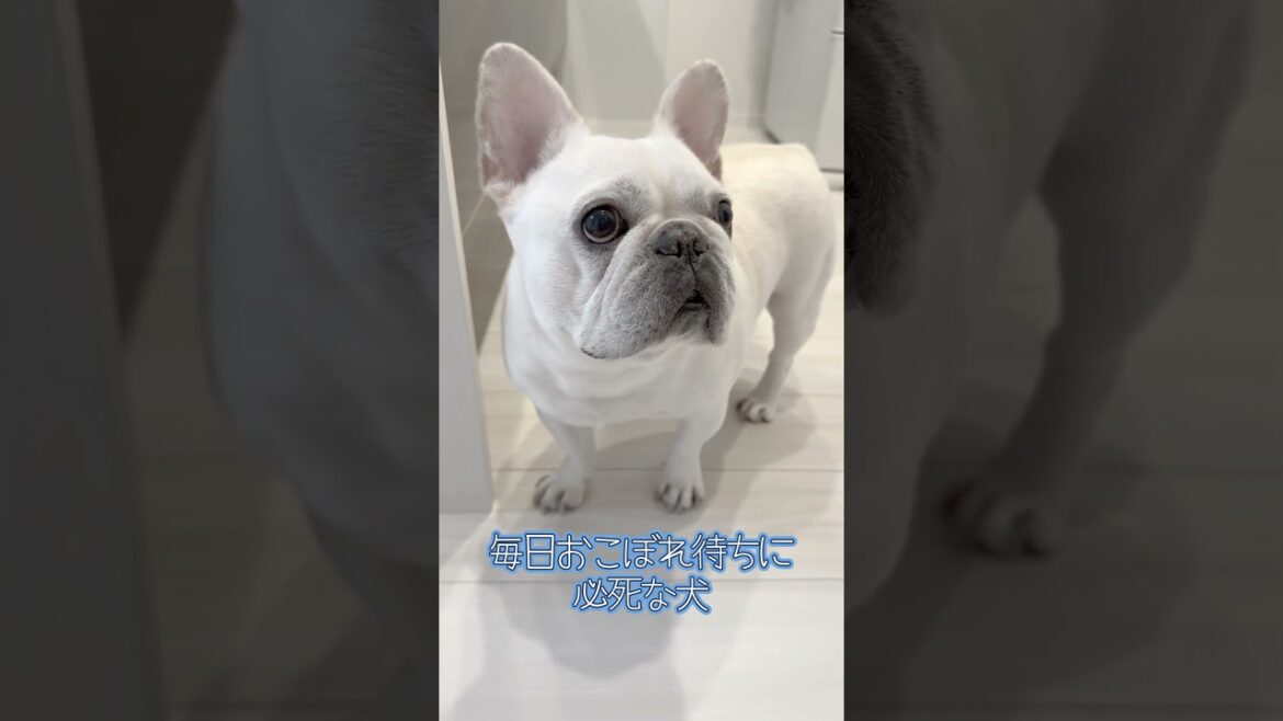 毎日おこぼれ待ち頑張ってるよ〜【フレンチブルドッグ frenchbulldog】 #dog #ペット #フレブル飼い方 毎日おこぼれ待ち頑張ってるよ〜【フレンチブルドッグ frenchbulldog】 #dog #ペット #フレブル飼い方