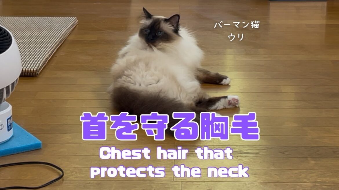 バーマン猫ウリとラフ【首を守る胸毛】Chest hair that protects the neck（バーマン猫）Birman/Cat