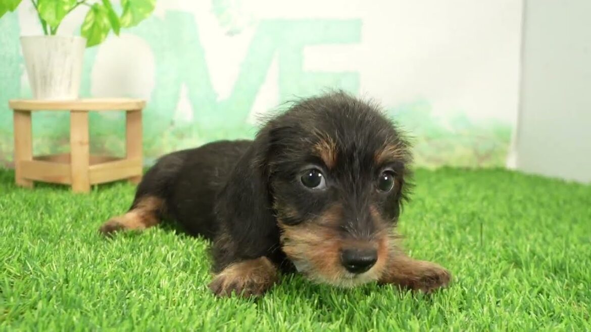 ペットショップcoo&riku No.00725324 Ｍ・ダックスフンド（ワイヤーヘアー）