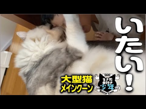【メインクーン】言葉が分かっているらしい大型猫を怒らせて噛まれる子ども 【メインクーン】言葉が分かっているらしい大型猫を怒らせて噛まれる子ども