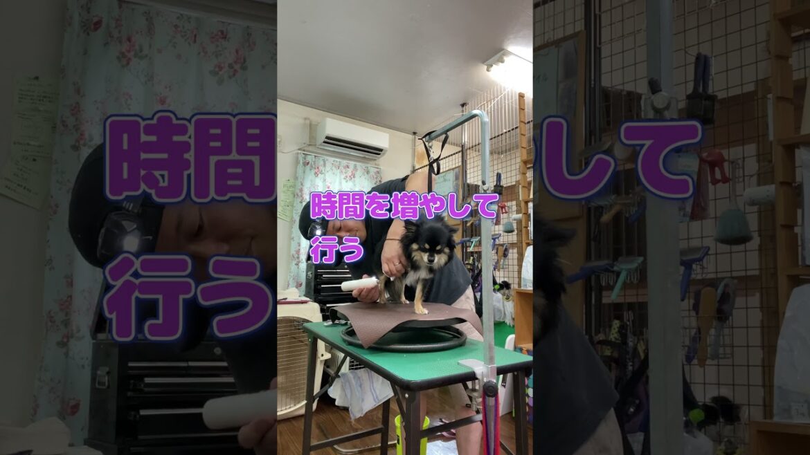 爪おじshorts 20250701  #dog #チワワ #ロングコートチワワ #ペキニーズ #shorts 爪おじshorts 20250701  #dog #チワワ #ロングコートチワワ #ペキニーズ #shorts