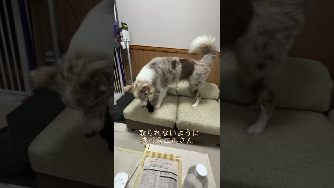 案の定の結果に・・・？😂｜25歳女性 × ボーダーコリーの日常｜ #ボーダーコリー #癒し