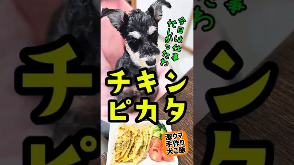 チキンピカタ!めんま本日の激ウマ手作り犬ごはん【ミニチュアシュナウザー】#めんまのへや#わんこごはん#犬のいる生活 チキンピカタ!めんま本日の激ウマ手作り犬ごはん【ミニチュアシュナウザー】#めんまのへや#わんこごはん#犬のいる生活