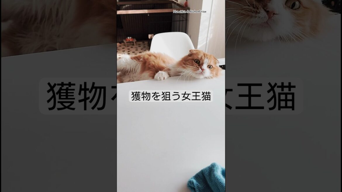 【マンチカン】獲物を見ると目が輝く女王猫 【犬と猫、両方飼ってると毎日かわいい♥】
