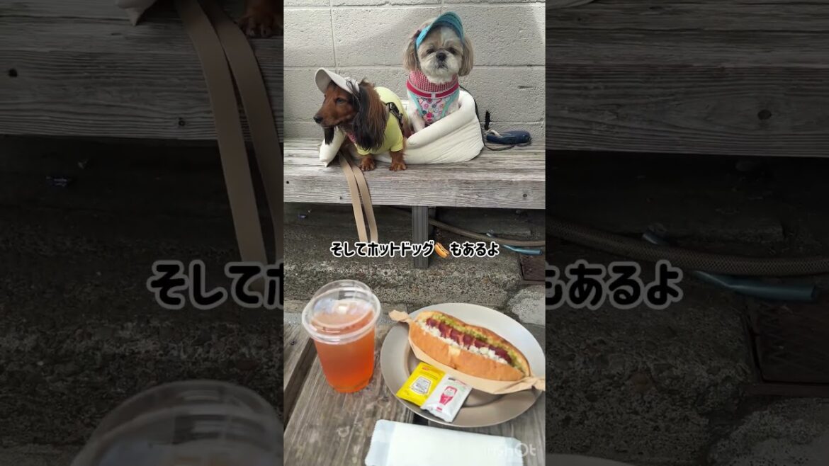 『yellow cafe でまったり/Relaxing at Yellow Cafe』#shorts#おさんぽ